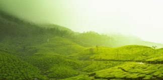 阿里山茶區的一切你都知道了嗎？